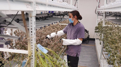 a woman wearing a mask and gloves in a greenhouse