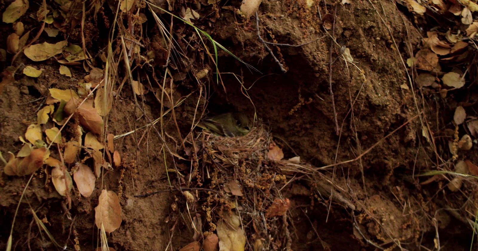 a bird is sitting in a hole in the ground