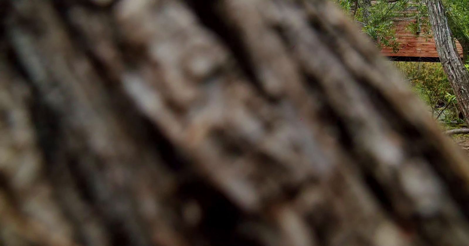 a person riding a bike on a trail in the woods