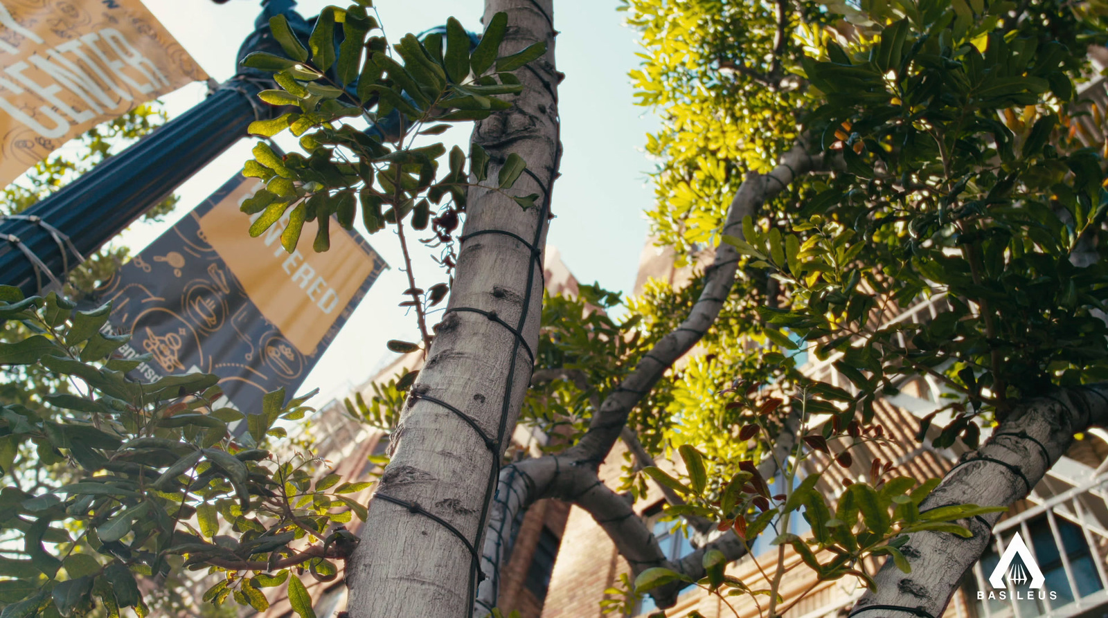 a tall tree with lots of green leaves