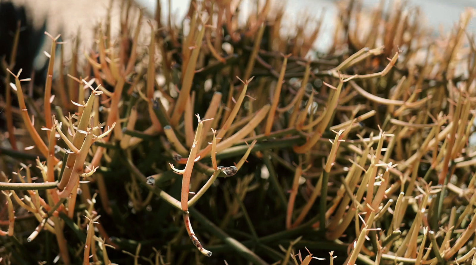 a close up of a plant with small leaves