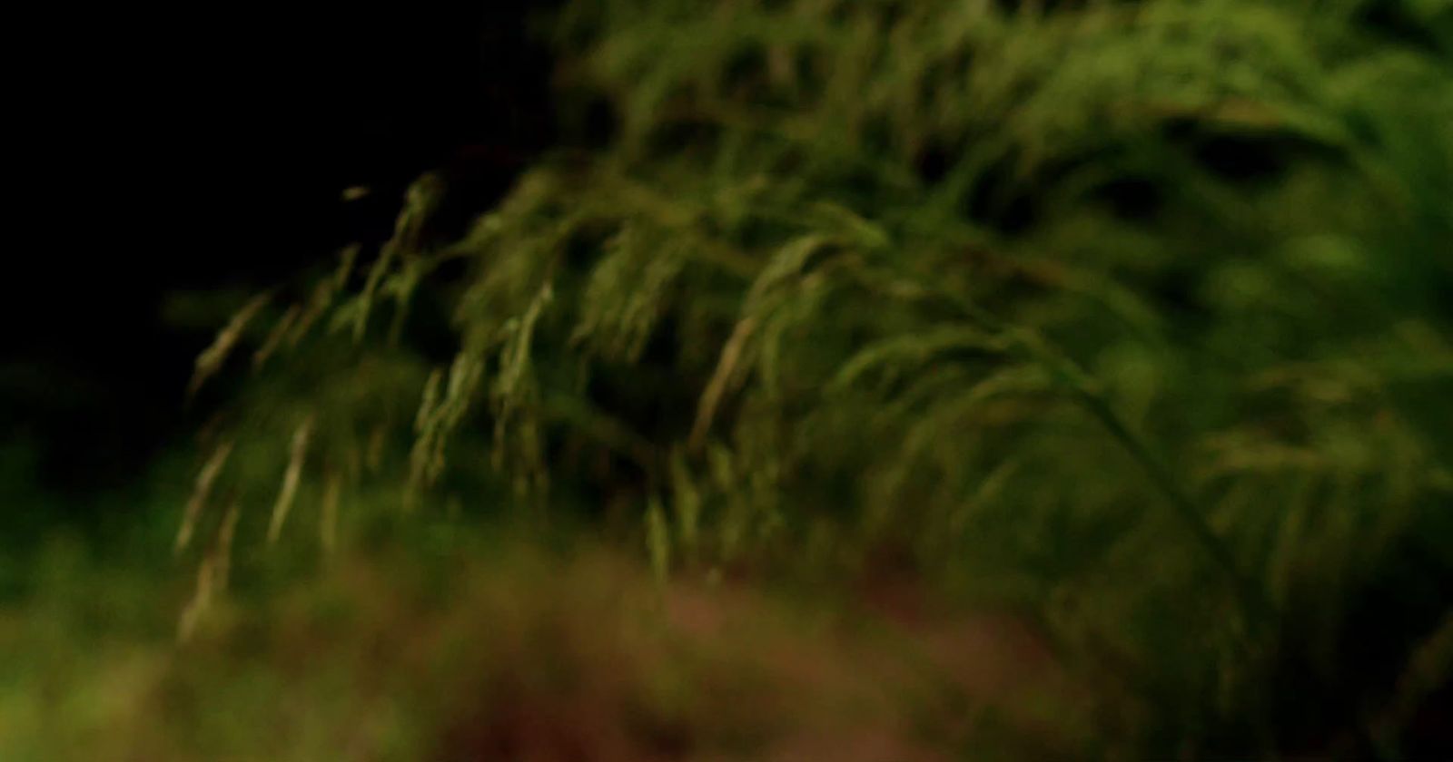 a blurry photo of a bird flying over a field