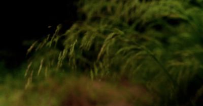 a blurry photo of a bird flying over a field