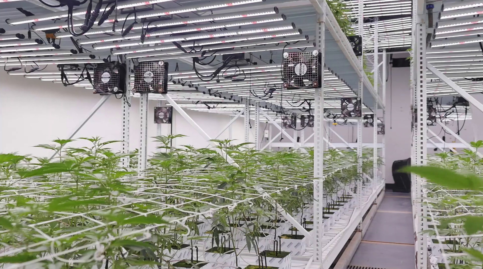 a large room filled with lots of green plants