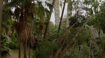 a forest filled with lots of palm trees