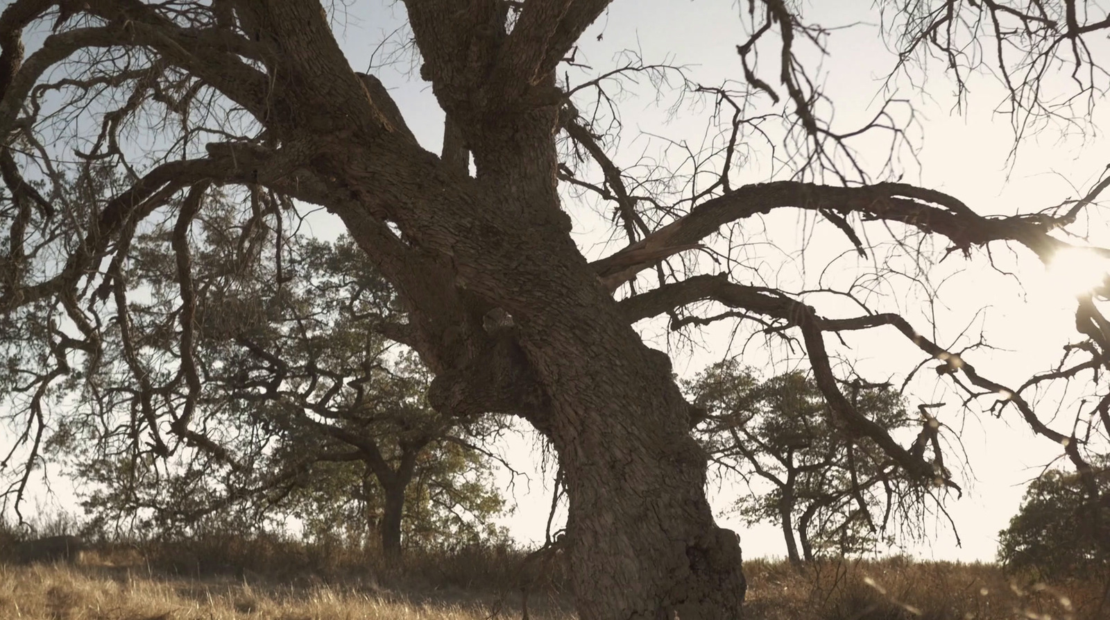 a giraffe standing under a tree in a field