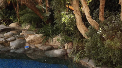 a small pool surrounded by trees and rocks