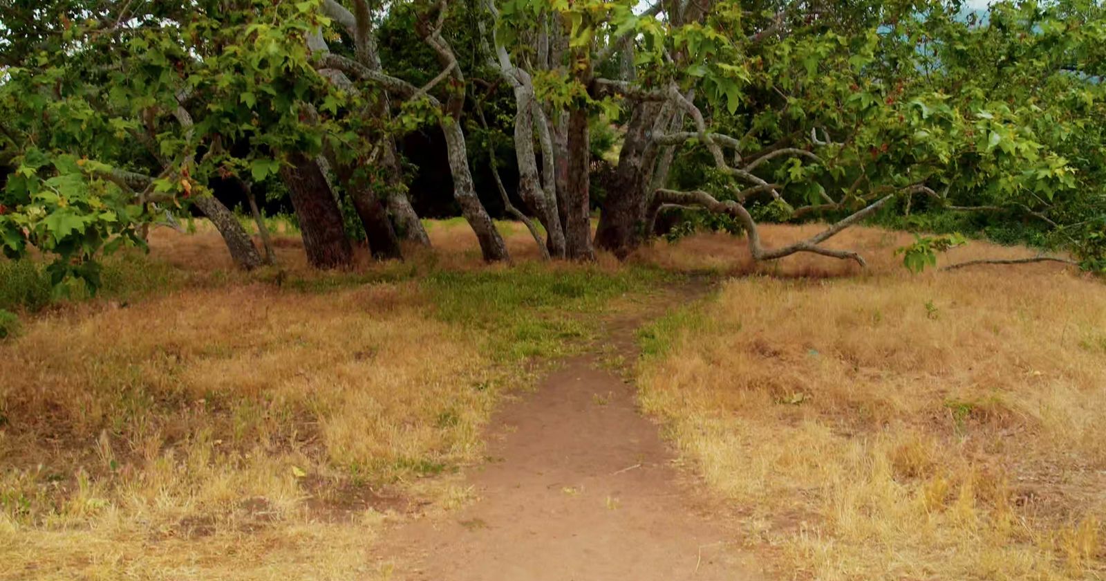 a dirt path in the middle of a field