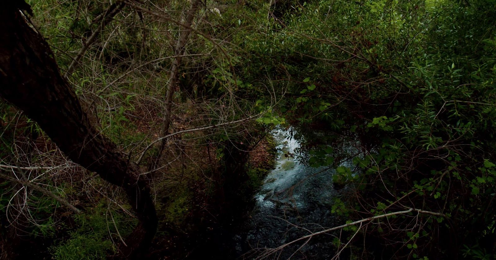 a stream running through a lush green forest