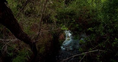 a stream running through a lush green forest