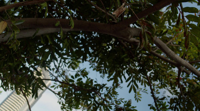 a bird perched on top of a tree next to a tall building