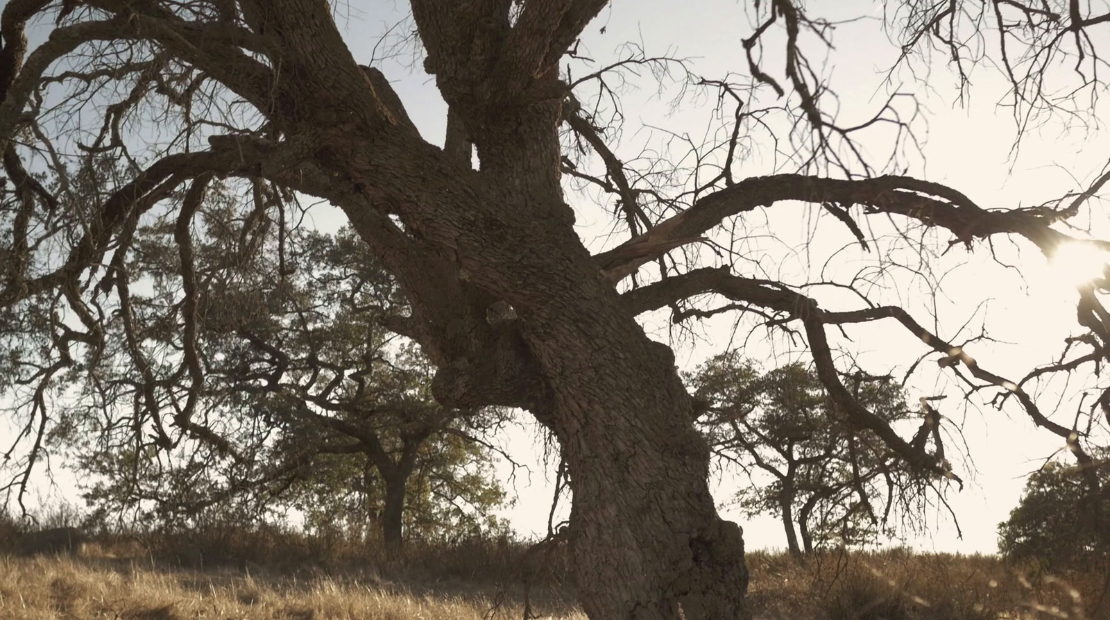 a giraffe standing under a tree in a field