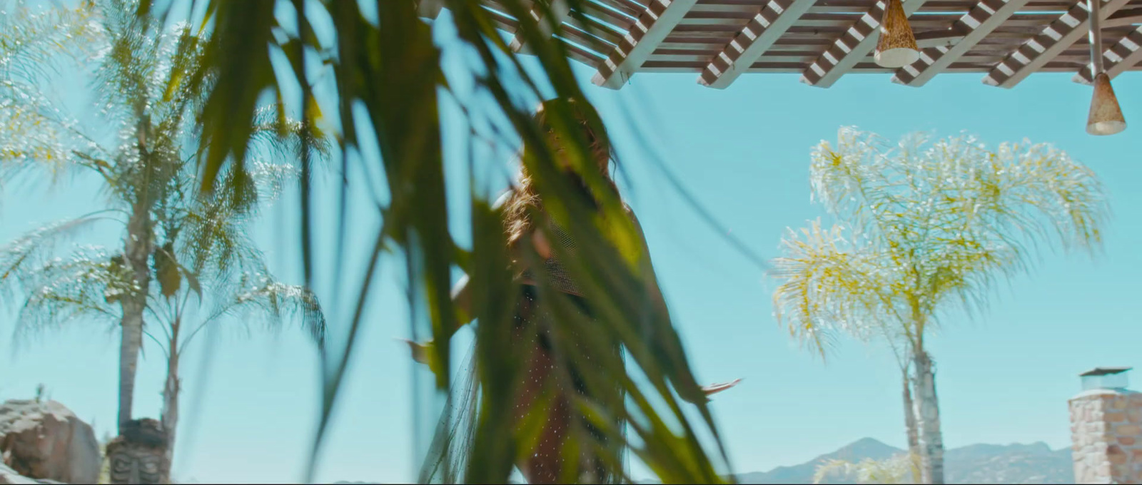 a view of a palm tree through a window