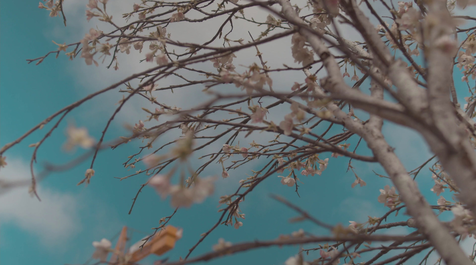 the branches of a tree with white flowers against a blue sky