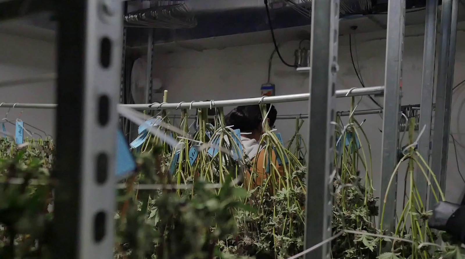 a man standing in a greenhouse surrounded by plants