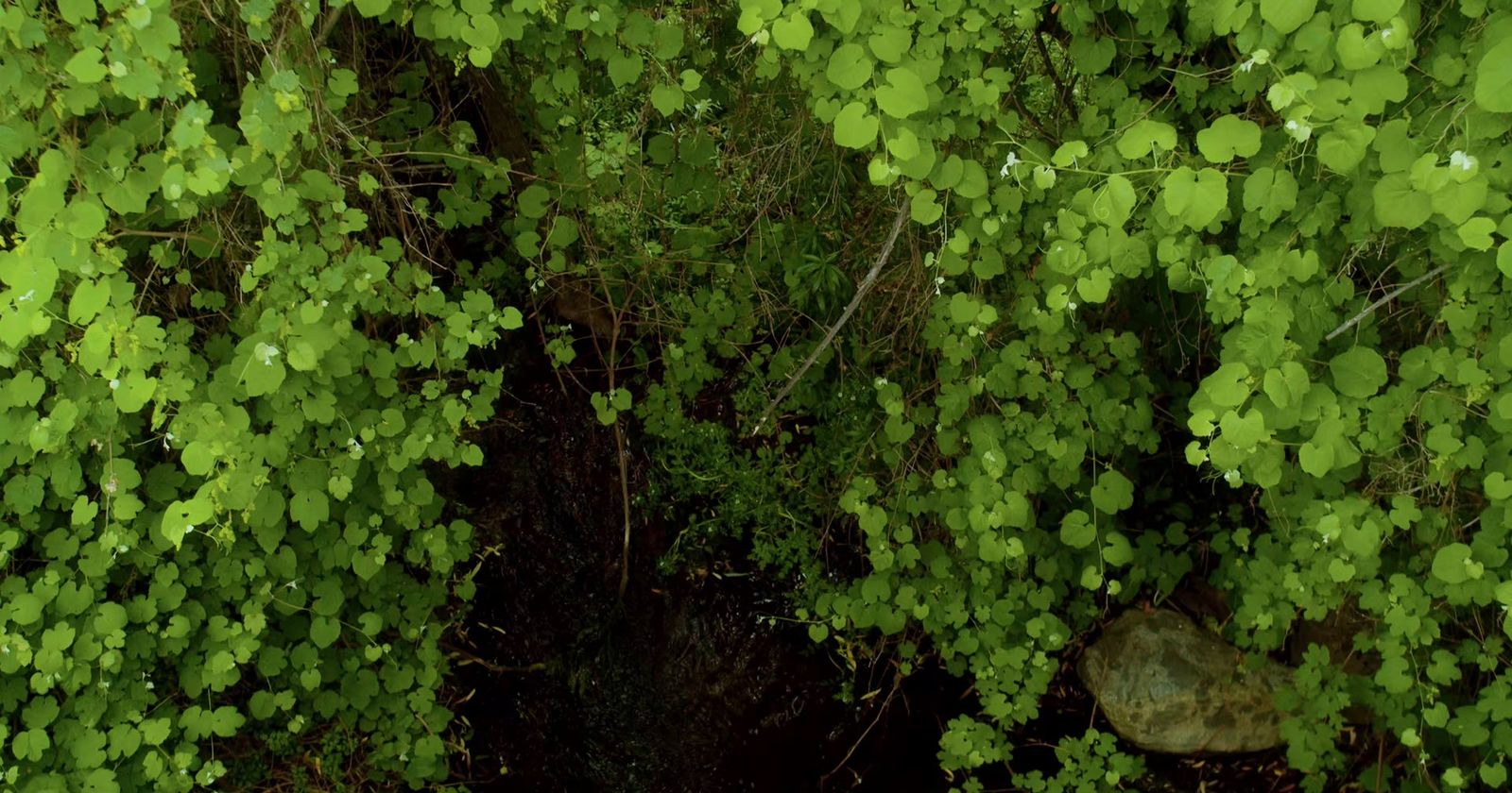 a forest filled with lots of green plants