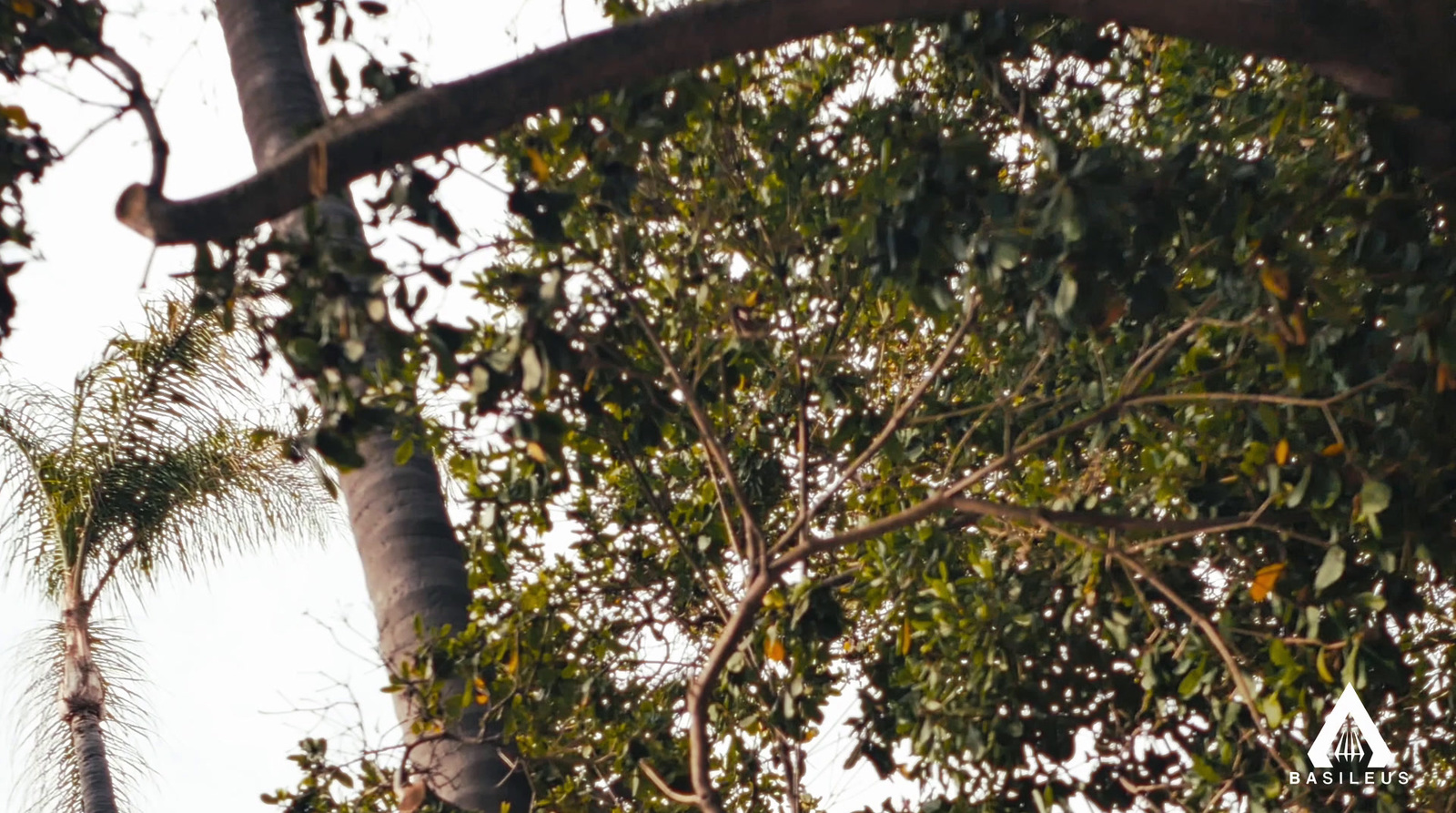 a bird is perched on a tree branch