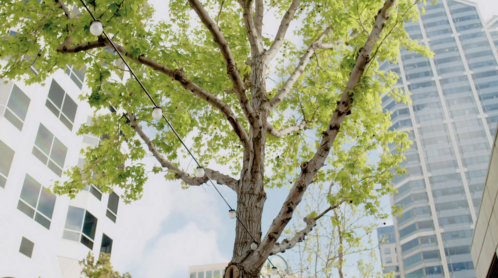 a tree in front of a tall building