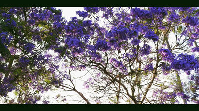 a tree filled with lots of purple flowers