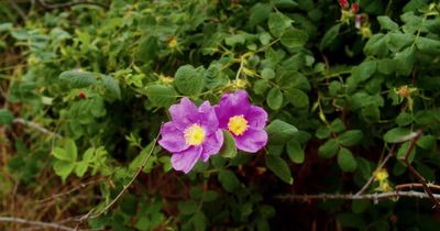 a purple flower with yellow center surrounded by green leaves