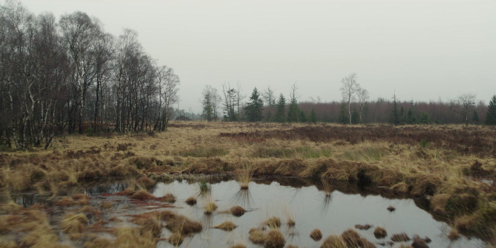 a small pond in the middle of a grassy field