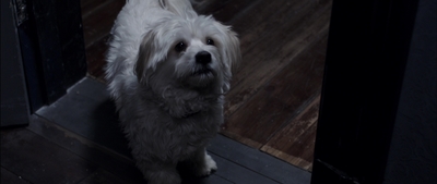 a white dog standing on a wooden floor in a dark room