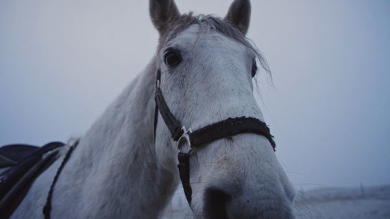 a close up of a white horse with a bridle