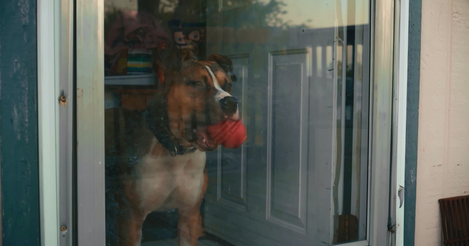 a dog with a red ball in its mouth