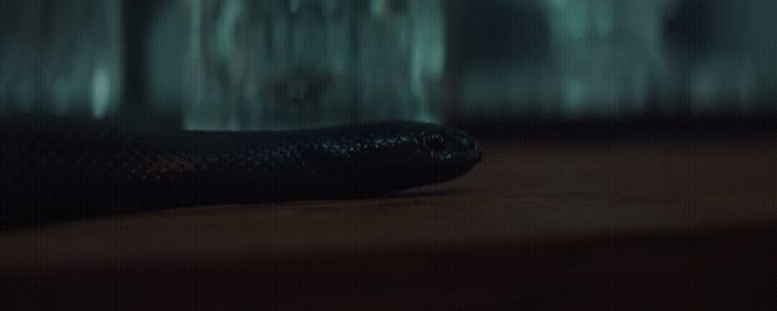 a black snake laying on the ground in a dark room