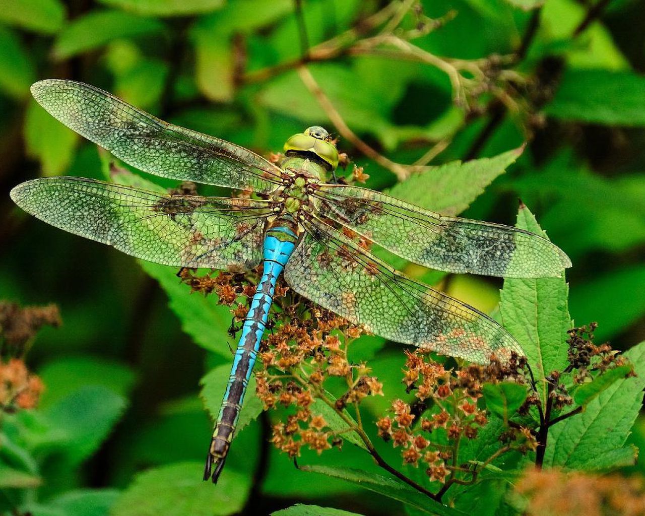 a blue and green dragonfly sitting on top of a plant