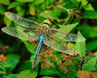 a blue and green dragonfly sitting on top of a plant