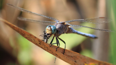 a blue dragonfly sitting on top of a leaf