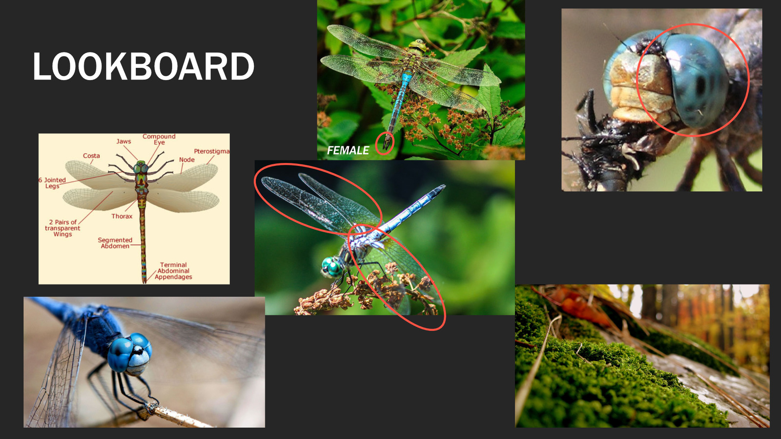 a group of pictures of different types of insects