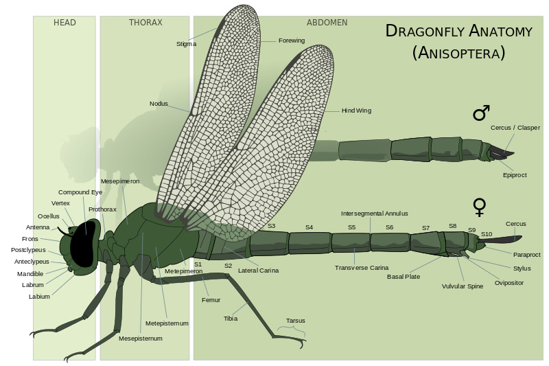 a diagram of the anatomy of a dragonfly