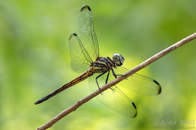 a close up of a dragonfly on a branch