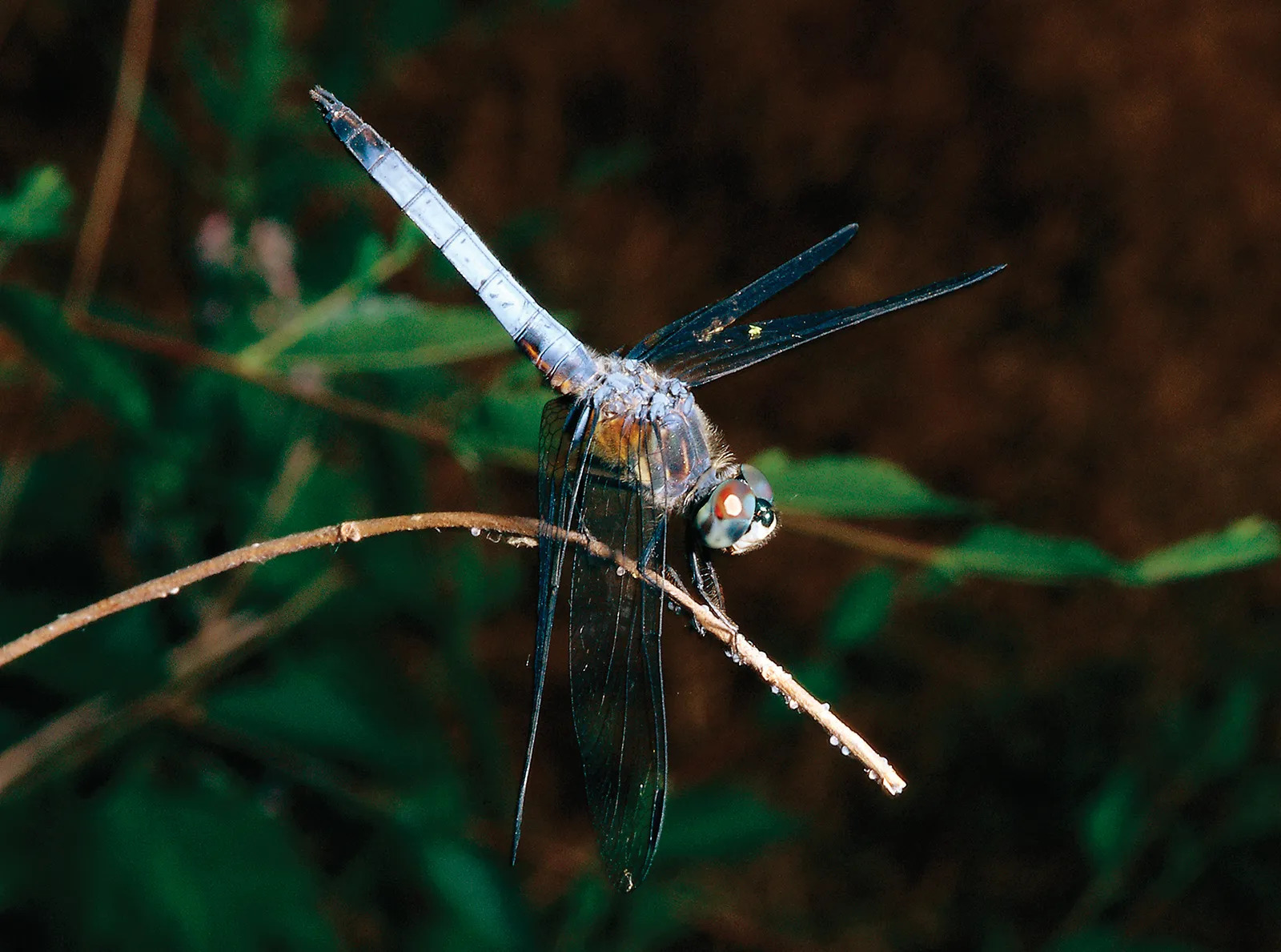 a dragon flys through the air on a branch