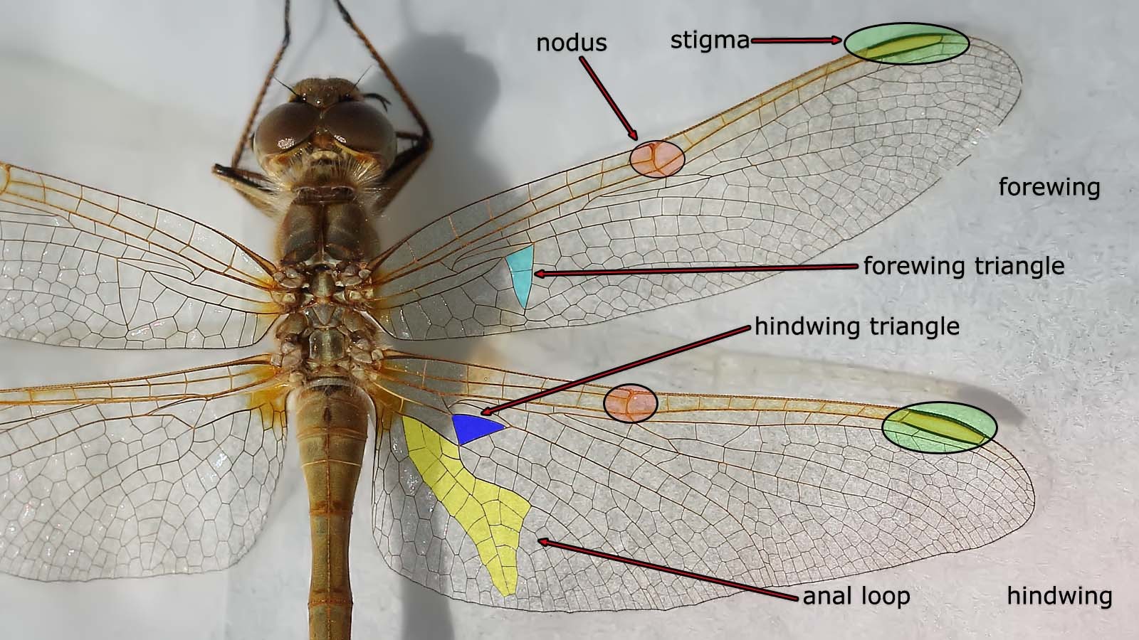 a picture of a dragonfly with labels on its wings