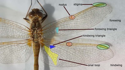 a picture of a dragonfly with labels on its wings