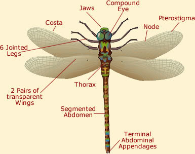 a diagram of the parts of a dragonfly