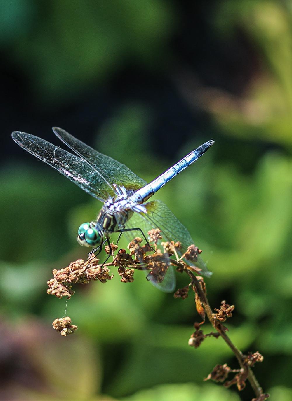 a blue dragonfly sitting on top of a plant