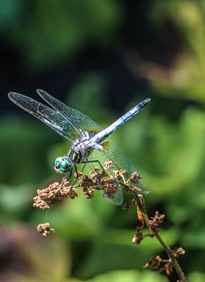 a blue dragonfly sitting on top of a plant