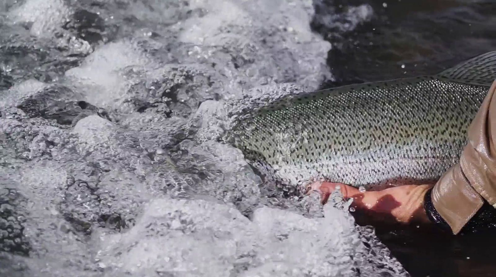 a man holding a fish in the water