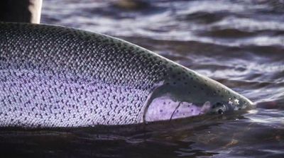 a fish that is standing in the water