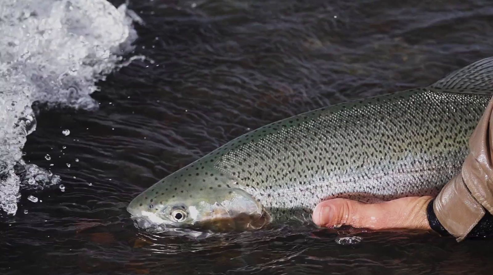 a man holding a large fish in the water