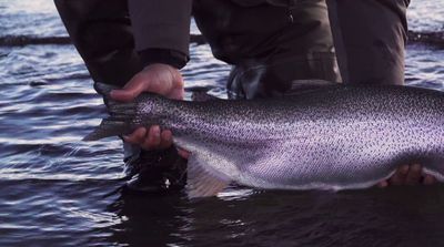 a man holding a fish in a body of water