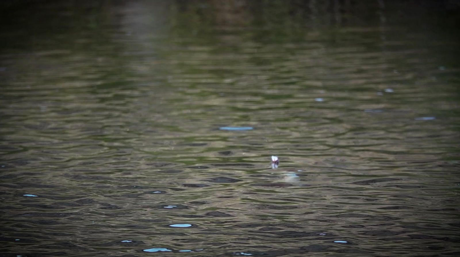 a bird standing in the middle of a body of water