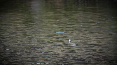 a bird standing in the middle of a body of water