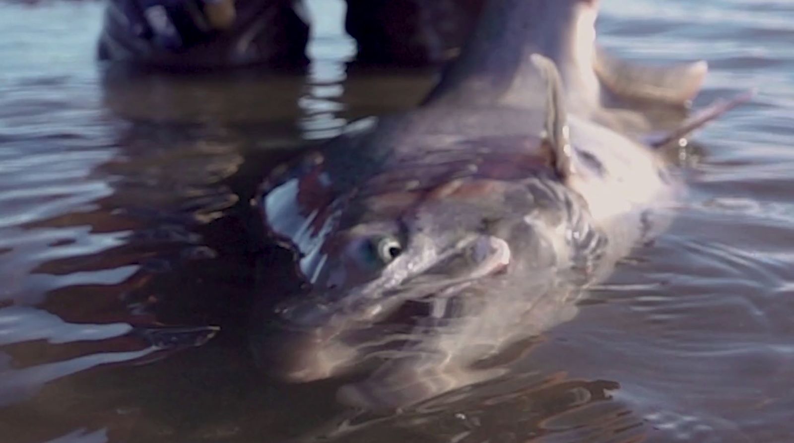 a large fish swimming in a body of water