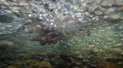 an underwater view of rocks and water with bubbles