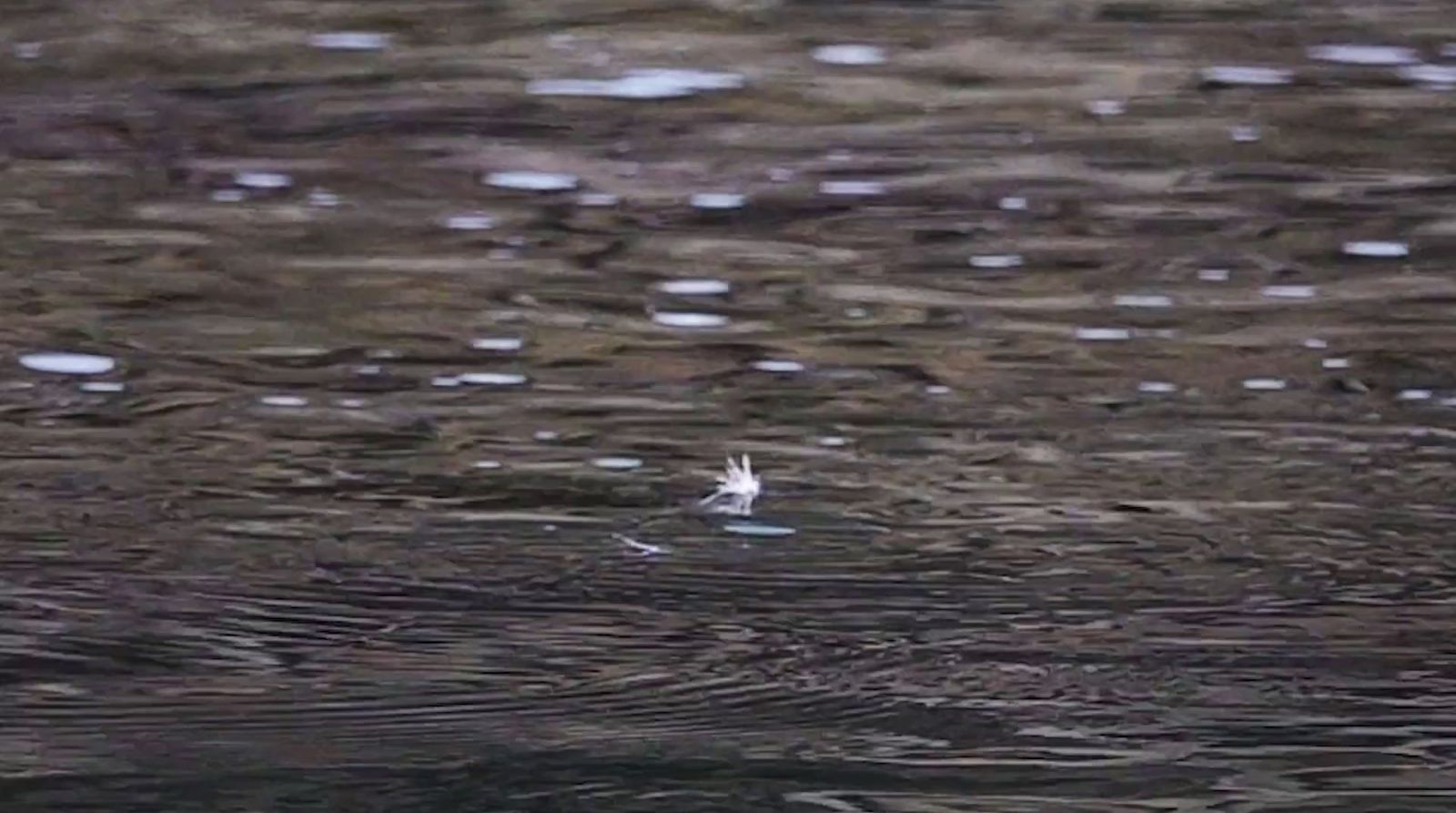 a bird flying over a body of water